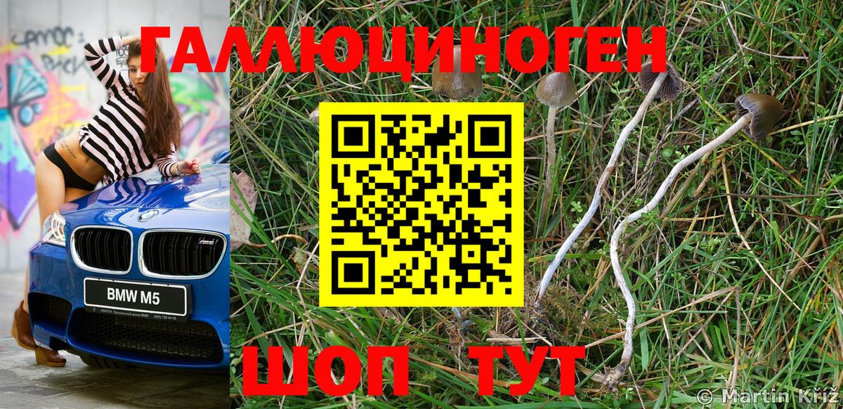 хочу   Псилоцибиновые грибы MAGIC MUSHROOMS  Вход с VPN  Чистополь 